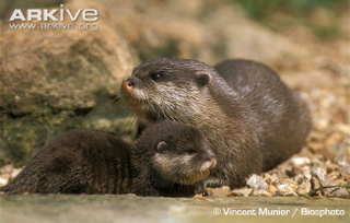 Illustration for article titled Monday Mustelid - Aonyx cinerea